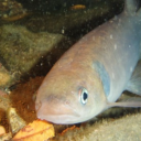 dialed-in-or-dilly-dallying avatar