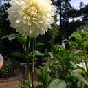 diamondflowerfairy avatar