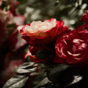 diana-eaglebutten avatar