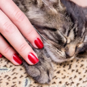 diana-roll-over avatar