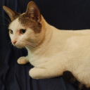 dianaalemangzz avatar