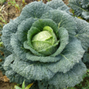 dianapetitchou avatar