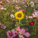 diandra-dreamer avatar