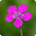 dianthus-deltoides avatar