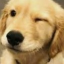 diarioderomeu avatar