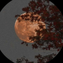 diaristpoetsworld avatar