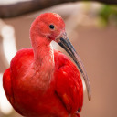 diary-of-a-scarlet-ibis avatar