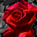 diaryofanauthor avatar