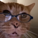 diaryofaniqaabi avatar