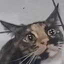 dibbiedabbiedoobie avatar