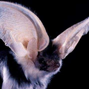 dickconqueror avatar