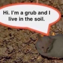 dickheaddavey avatar