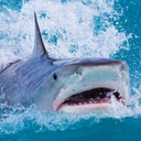 did-i-hjurt-ouou avatar