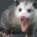 didelphisenjoyer avatar