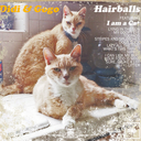 didiandgogoforever avatar