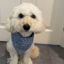 didyaheartheword avatar