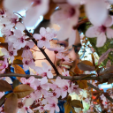 die-schwanenkoenigin avatar