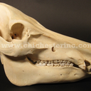 die-weisse-rose avatar