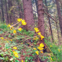 diep-in-het-bos avatar