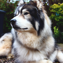 dieselthemalamute avatar