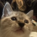 differentcowboypanda avatar