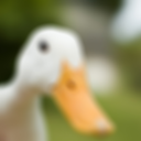 diffuseduck avatar