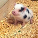 digital-dilettante avatar