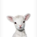 digital-lamb avatar