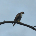 digital-oracle avatar