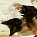 digital-slime avatar