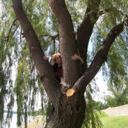 diligentdodobird avatar