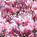 dillandgardenia avatar