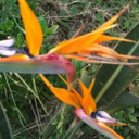 diluciedombre avatar