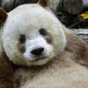 dindingkamarmu avatar