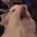 dingdongitsmeciala avatar