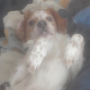 dinofelissnow1985 avatar