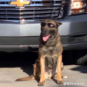 dinosauraides avatar