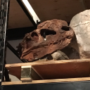 dinosaurking999 avatar