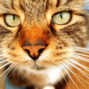 dinosaurlover83 avatar