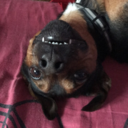 dinosaurousrose9 avatar