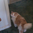 dinosaurqueen69 avatar