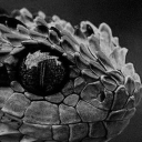 dinosaursruledtheearth avatar