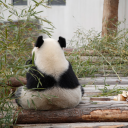 dinosauruszzz avatar