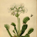 dionaeamuscipula avatar