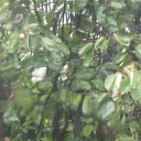 dionysianmysteries avatar