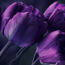 diosqueergrapevine avatar