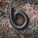 diplopodologist avatar