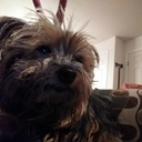 dipperinsomnia avatar