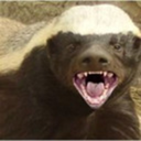 direhoneybadger avatar