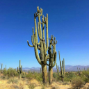 dirty-old-trucker avatar